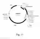 Fig. 12 - Polypeptides having amylolytic enhancing activity and polynucleotides encoding same