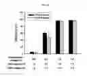 Fig. 05 - NANOSTRUCTURE FOR DETECTING CELL-FREE DNA USING CONDUCTIVE POLYMER AND THE USE THEREOF