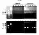 Fig. 17 - NANOSTRUCTURE FOR DETECTING CELL-FREE DNA USING CONDUCTIVE POLYMER AND THE USE THEREOF