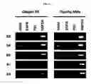 Fig. 19 - NANOSTRUCTURE FOR DETECTING CELL-FREE DNA USING CONDUCTIVE POLYMER AND THE USE THEREOF