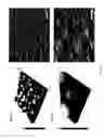 Fig. 23 - NANOSTRUCTURE FOR DETECTING CELL-FREE DNA USING CONDUCTIVE POLYMER AND THE USE THEREOF