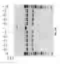 Fig. 27 - Compositions and methods of nucleic acid-targeting nucleic acids