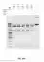 Fig. 29 - Compositions and methods of nucleic acid-targeting nucleic acids