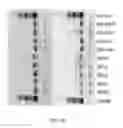 Fig. 41 - Compositions and methods of nucleic acid-targeting nucleic acids