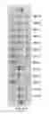 Fig. 58 - Compositions and methods of nucleic acid-targeting nucleic acids