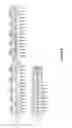 Fig. 07 - ANTISENSE OLIGOMERS AND METHODS FOR TREATING SMN-RELATED PATHOLOGIES