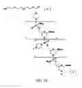 Fig. 03 - Methods for treating progeroid laminopathies using oligonucleotide analogues targeting human LMNA