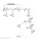 Fig. 04 - Methods for treating progeroid laminopathies using oligonucleotide analogues targeting human LMNA