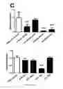 Fig. 05 - VASCULAR RE-MODELLING