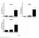 Fig. 19 - VASCULAR RE-MODELLING
