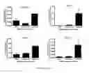 Fig. 21 - VASCULAR RE-MODELLING