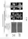 Fig. 03 - Methods and compositions for inhibiting retinopathy of prematurity
