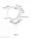 Fig. 04 - Methods and compositions for inhibiting retinopathy of prematurity