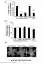 Fig. 06 - Methods and compositions for inhibiting retinopathy of prematurity
