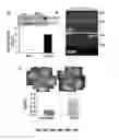 Fig. 08 - Methods and compositions for inhibiting retinopathy of prematurity