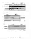 Fig. 13 - Methods and compositions for inhibiting retinopathy of prematurity