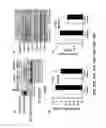 Fig. 17 - Methods and compositions for inhibiting retinopathy of prematurity