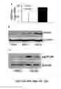 Fig. 20 - Methods and compositions for inhibiting retinopathy of prematurity