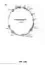 Fig. 26 - Methods and compositions for inhibiting retinopathy of prematurity