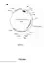 Fig. 27 - Methods and compositions for inhibiting retinopathy of prematurity