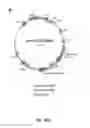 Fig. 28 - Methods and compositions for inhibiting retinopathy of prematurity