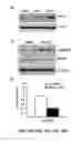 Fig. 50 - Methods and compositions for inhibiting retinopathy of prematurity