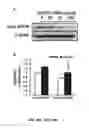 Fig. 52 - Methods and compositions for inhibiting retinopathy of prematurity