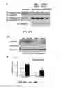 Fig. 55 - Methods and compositions for inhibiting retinopathy of prematurity