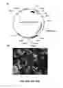 Fig. 62 - Methods and compositions for inhibiting retinopathy of prematurity