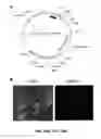 Fig. 64 - Methods and compositions for inhibiting retinopathy of prematurity