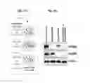 Fig. 23 - Method and composition for diagnosis or treatment of aggressive prostate cancer