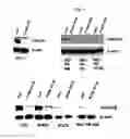 Fig. 02 - Composition for enhancing radiation sensitivity comprising PI4K isozyme inhibitor