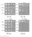 Fig. 05 - Regulated switch for gene expression