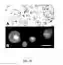 Fig. 22 - Methods and compositions for targeted gene modification