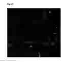 Fig. 07 - Chloroplast transit peptides