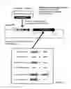 Fig. 02 - NOVEL METHOD FOR LABELLING CANCERIZATION-CAUSING CELL IN STEM CELLS, AND THERAPY METHOD