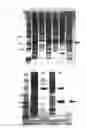 Fig. 05 - Expression of mammalian proteins in 