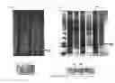 Fig. 06 - Expression of mammalian proteins in 