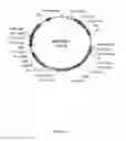 Fig. 07 - Expression of mammalian proteins in 