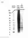 Fig. 02 - COMPOSITIONS FOR CELL LYSIS AND USES THEREOF