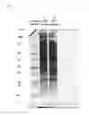 Fig. 03 - COMPOSITIONS FOR CELL LYSIS AND USES THEREOF