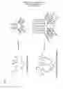 Fig. 06 - SELF-ASSEMBLY OF DNA ORIGAMI: A NEW DIAGNOSTIC TOOL