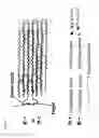 Fig. 18 - SELF-ASSEMBLY OF DNA ORIGAMI: A NEW DIAGNOSTIC TOOL