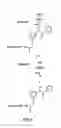 Fig. 06 - Method of determining the nucleotide sequence of oligonucleotides and DNA molecules