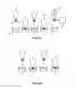 Fig. 09 - Method of determining the nucleotide sequence of oligonucleotides and DNA molecules