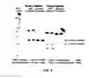 Fig. 06 - Pooled adapter strategy for reducing bias in small RNA characterization