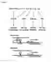 Fig. 13 - Compositions and methods for identification, assessment, prevention, and treatment of cancer using NFS1 biomarkers and modulators