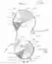 Fig. 12 - Continuous sample delivery peristaltic pump