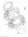 Fig. 03 - Pipe coupling having double-threaded tightening fastener and associated methods