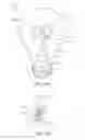 Fig. 24 - LED light bulb and LED filament thereof
